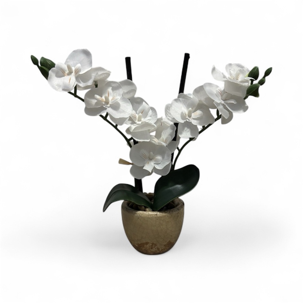 Elegant White Orchid in Pot